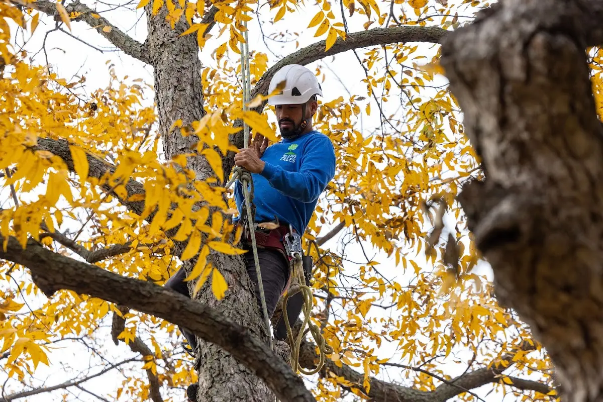 Skilled Tree Pruning crew working in Grass Range