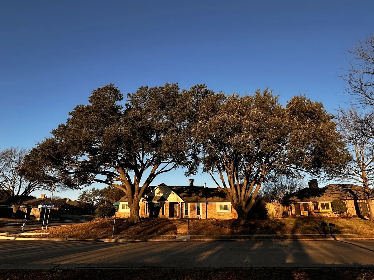 Established residential canopy tree shading a home in Grass Range